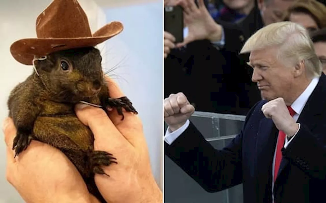 Usa 2024, dallo scoiattolo Peanut all'orso di Kennedy: la svolta 'bestiale' di Trump