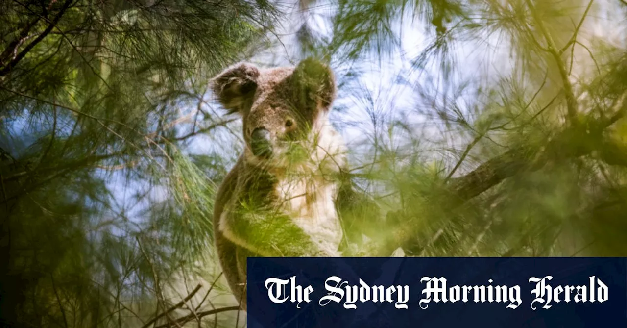 ‘This activity is a real threat’: MPs piling on pressure over state’s koala park promise