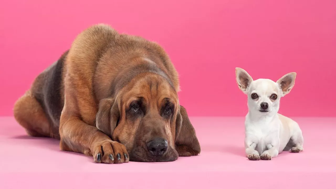 Schädel von 172 Rassen untersucht: Die klügsten Hunde haben die kleinsten Hirne