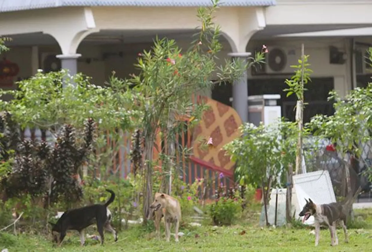 Form NGOs to help local councils tackle problem of strays, Perak animal lovers told