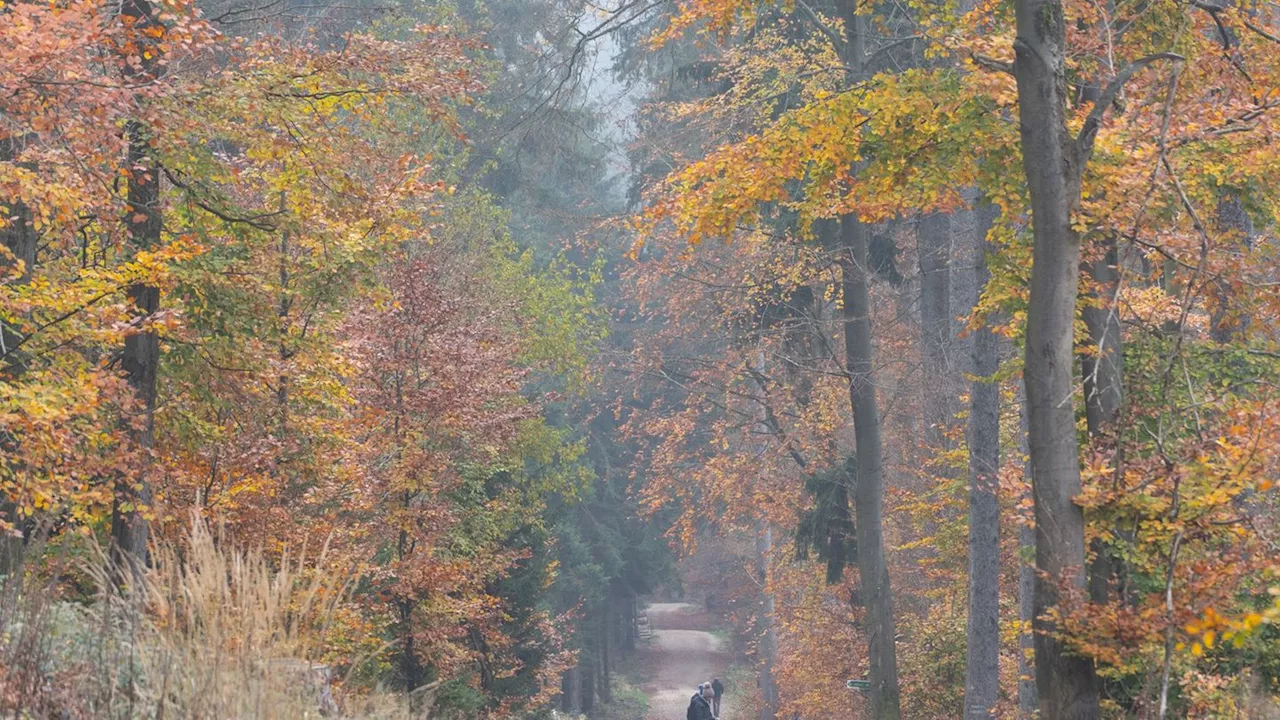 Klimawandel: Hessens Wald geht es nach wie vor schlecht