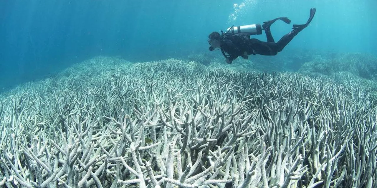 Réchauffement des océans : près de la moitié des espèces de coraux tropicaux menacées d’extinction