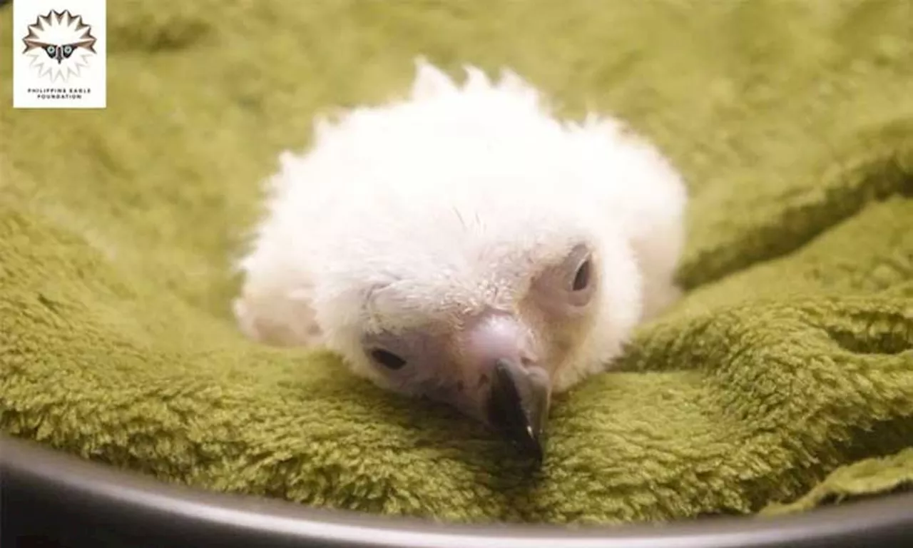 PH Eagle #30 chick hatched