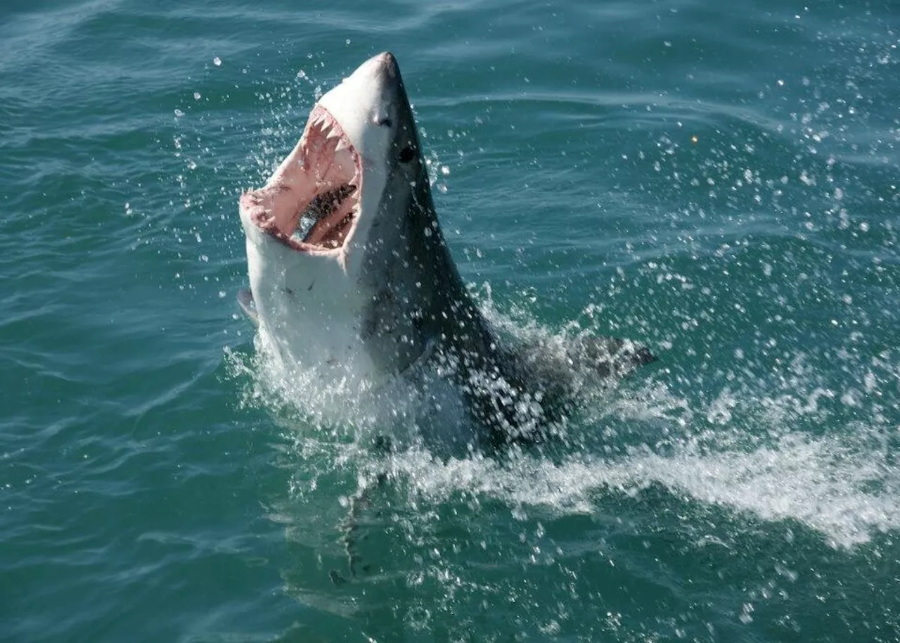 Mossel Bay study finds surprising deterrent against great white attacks