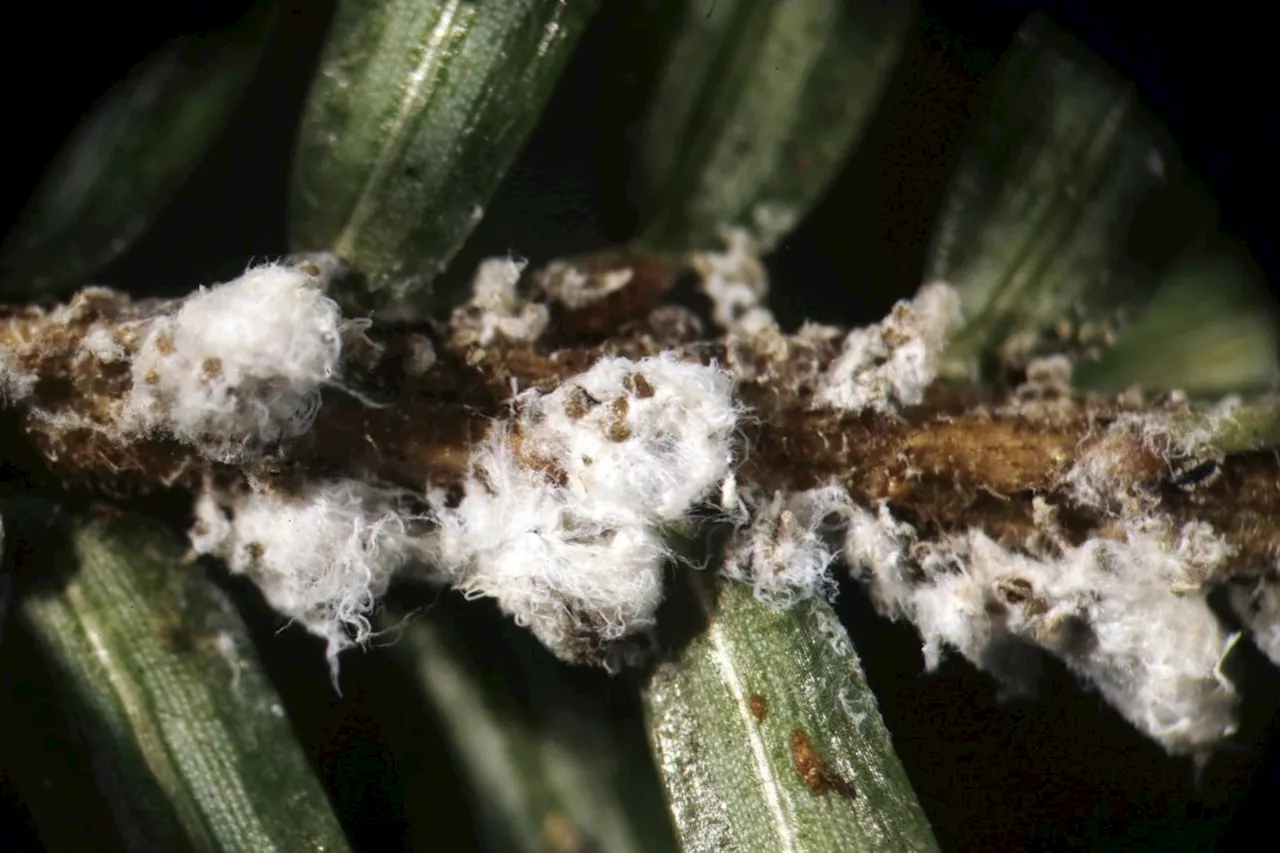 Beetles from B.C. settling in Nova Scotia, taking up the fight to rescue hemlocks