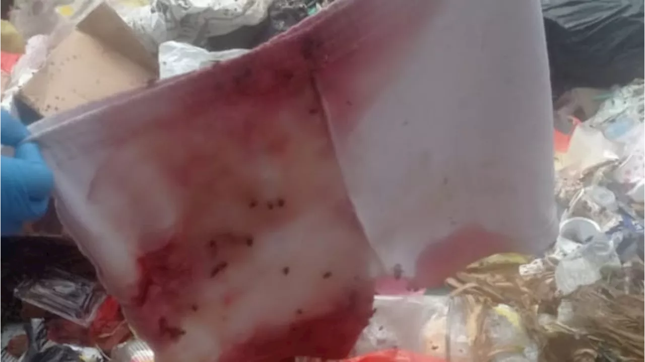 Warga Pencari Makan Ternak Babi di Papua Temukan Mayat Bayi di Tempat Sampah