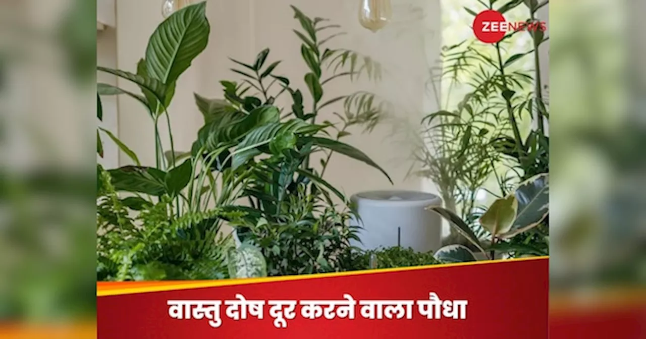 Plant Vastu Tips: घर में लगा लें भगवान विष्णु का प्रिय पौधा, दूर हो जाएंगे वास्तु दोष; पूरे होने लगेंगे अटके हुए काम