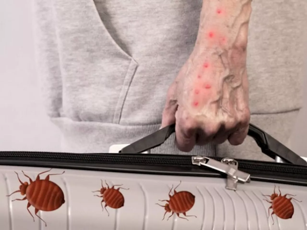 The Critters That Love Travel Season: How To Get Rid Of Bed Bugs Forever