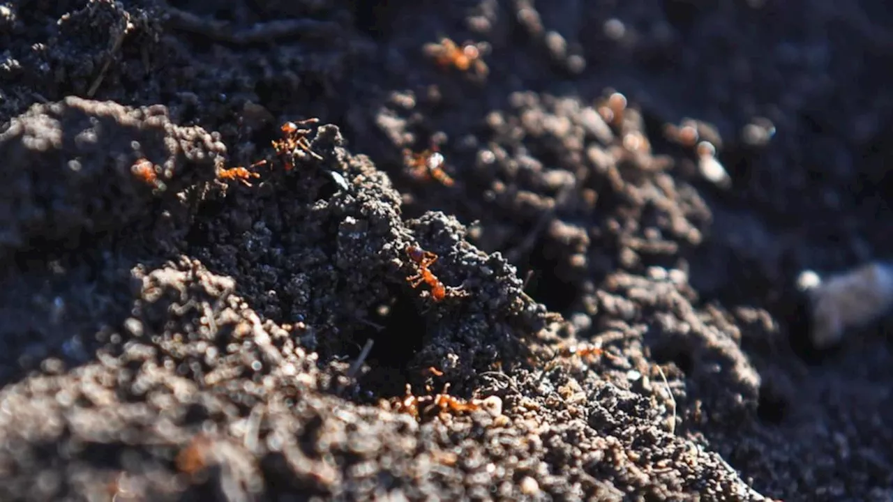 Red fire ants breach NSW border in turf import from Queensland, sparking biosecurity concerns