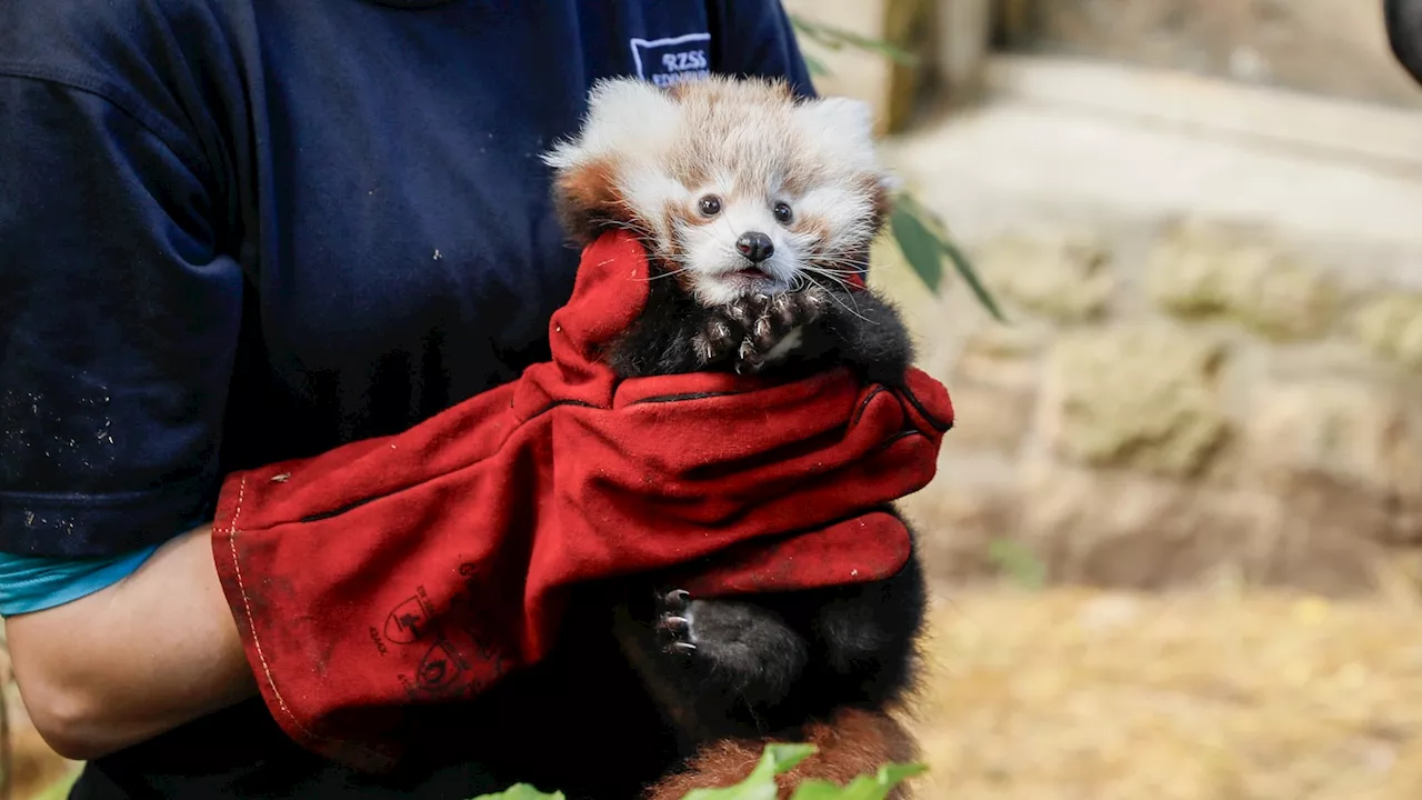 Baby red panda dies due to 'stress caused by fireworks,' renewing calls to ban their public sale