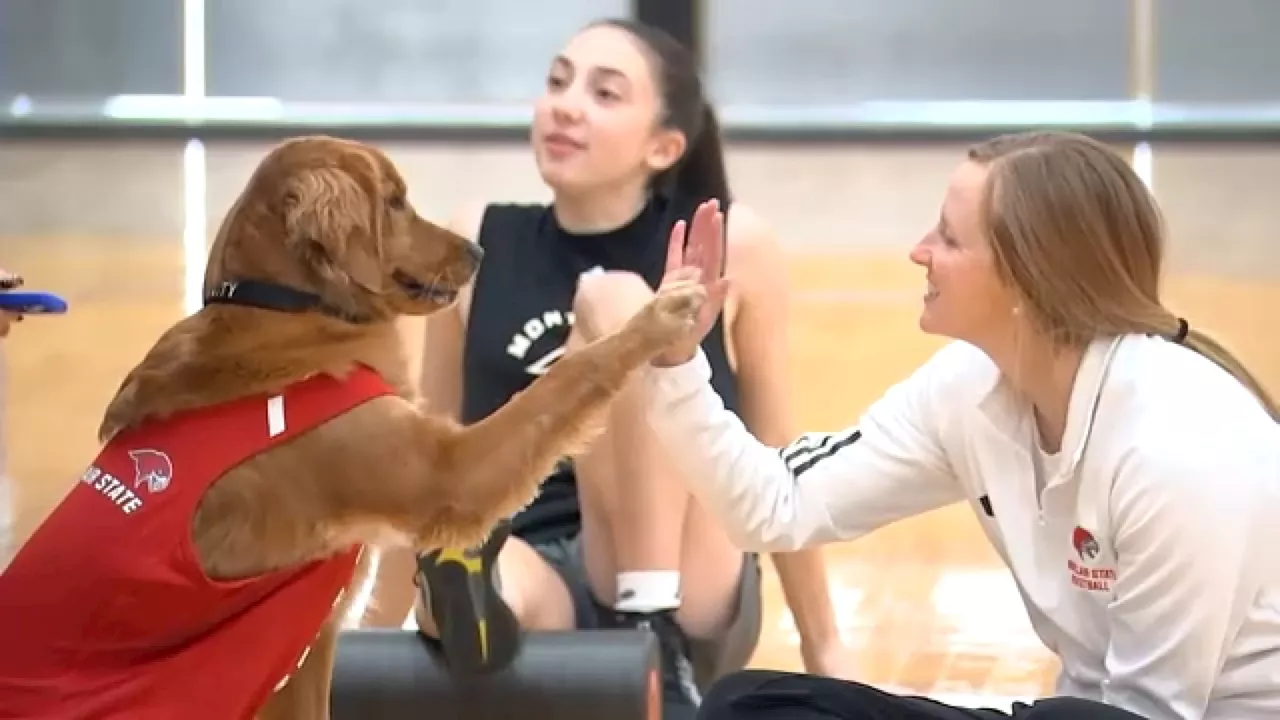 Golden retriever serves as Director of Pawsitivity for Montclair State Univ. women's basketball team