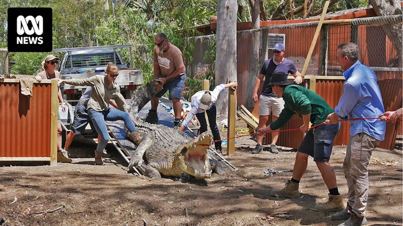 Krakatoa and Boss Hog emerge as Queensland's largest crocodiles in captivity