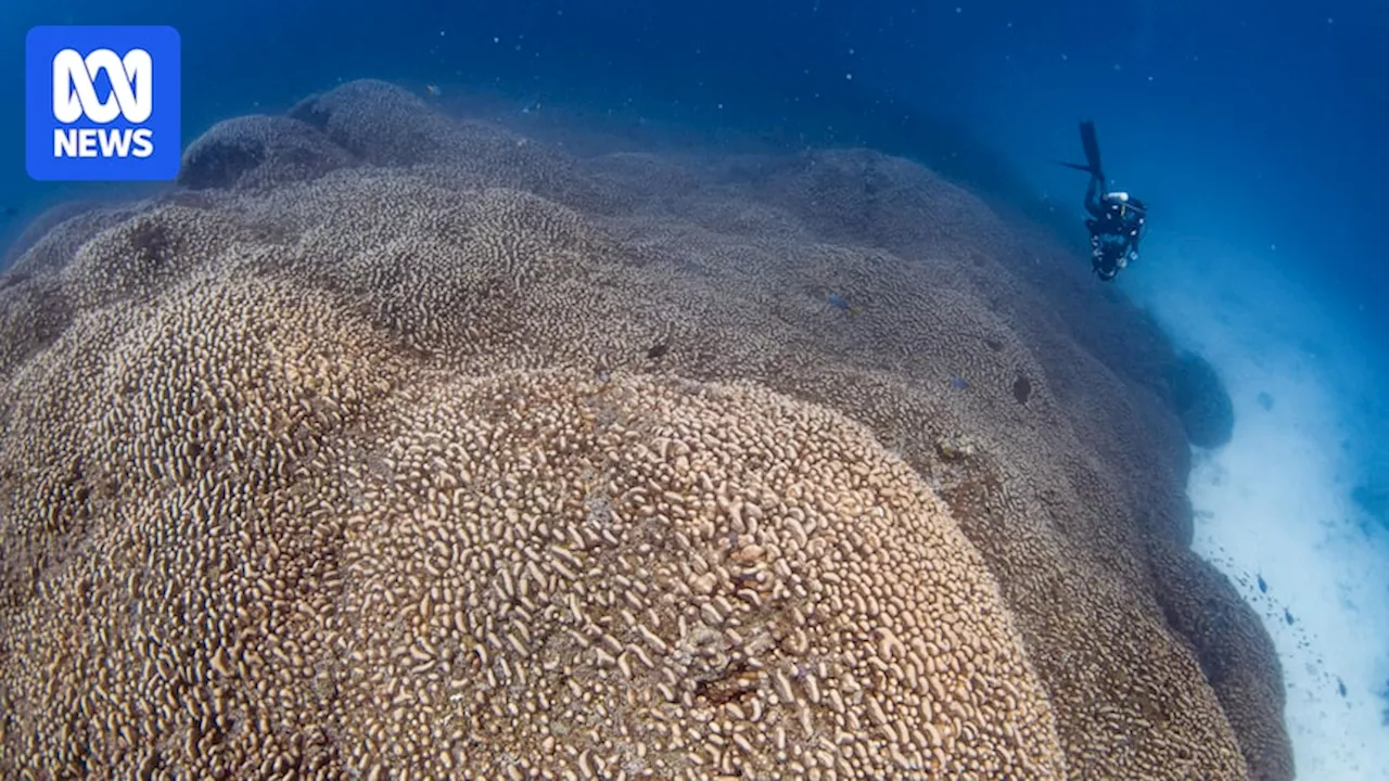 National Geographic scientists discover 'world's largest' coral on expedition to Solomon Islands