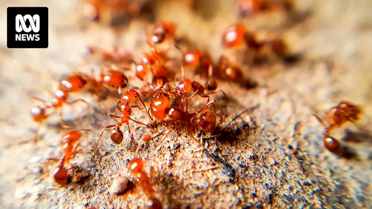 Turf laden with fire ants delivered to Byron property from infested zone in South-East Qld