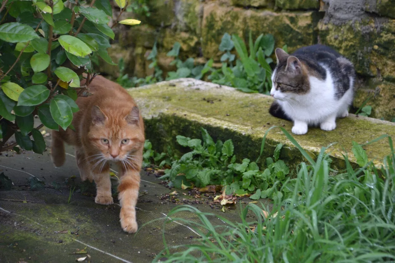 Seine-et-Marne : cette ville met en place des actions pour lutter contre les chats errants