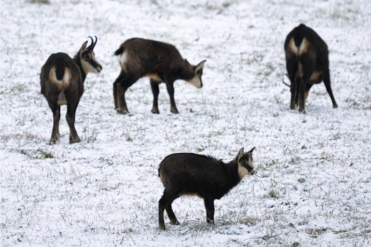 Camosci sulla prima neve svizzera a St. Margrethenberg