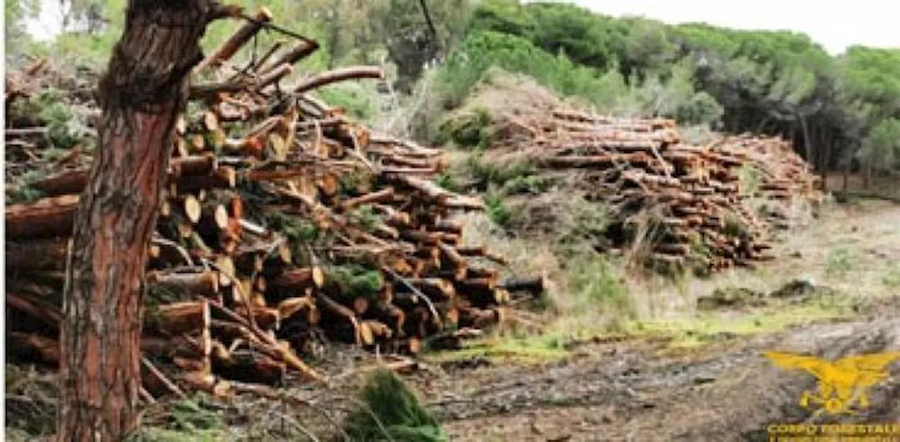 L'Europarlamento rinvia la legge sulla deforestazione, si spacca la maggioranza Ursula