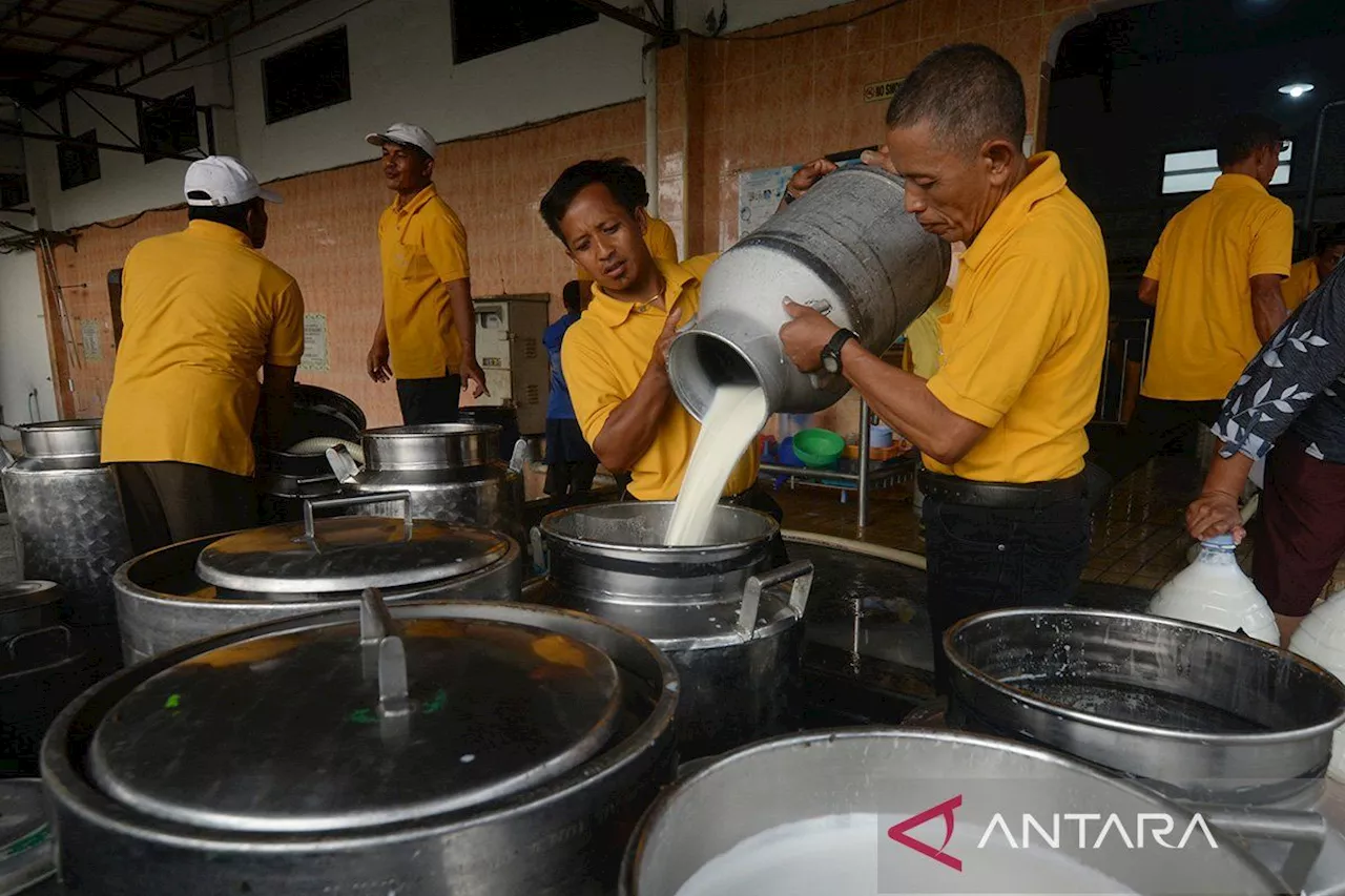 Kementerian Koperasi dorong koperasi peternak sapi perah miliki pabrik pengelolaan susu sendiri