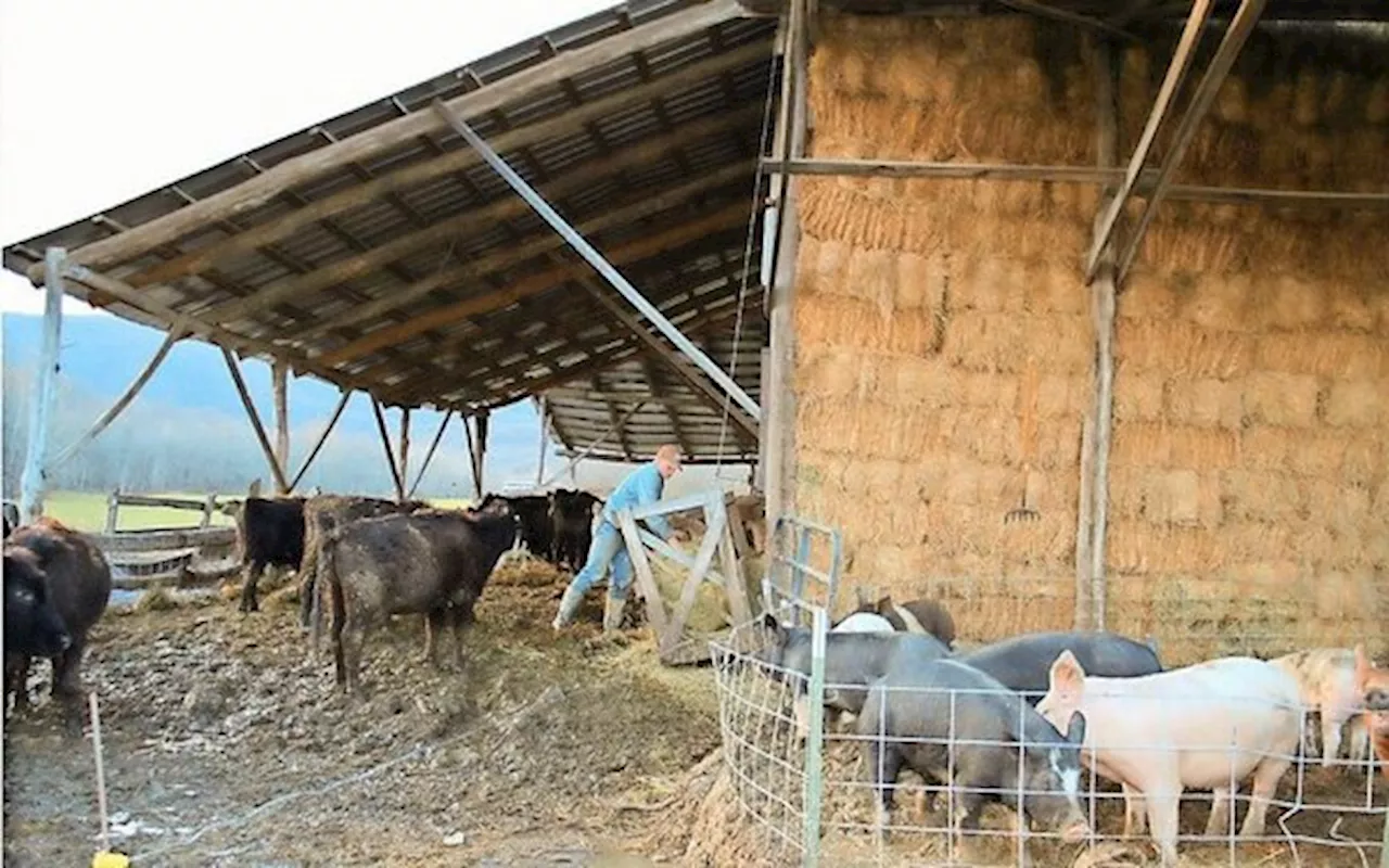 Wie eine Fruchtfolge, aber mit Tieren: auf Rinder folgen Schweine und Hühner