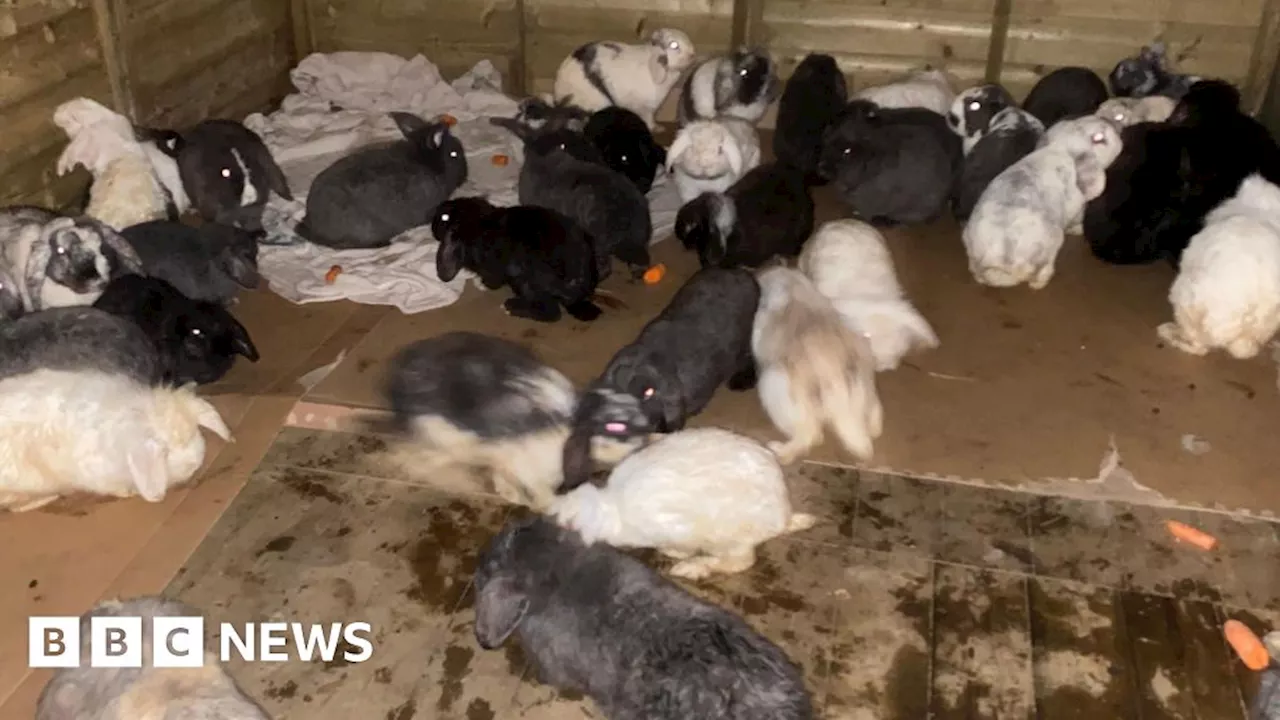 Dudley rabbit rescuers 'lost for words' over donations