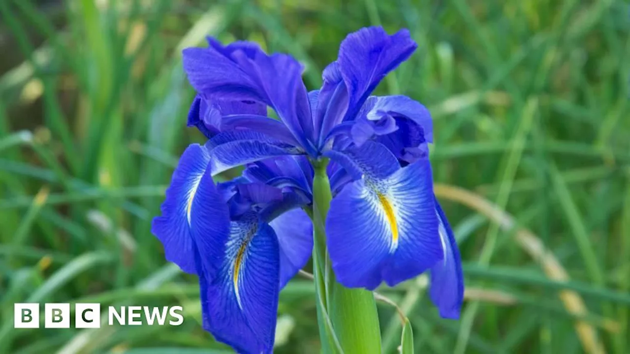 Manx Wildlife Trust: King's Award for 'backbone of island's conservation'