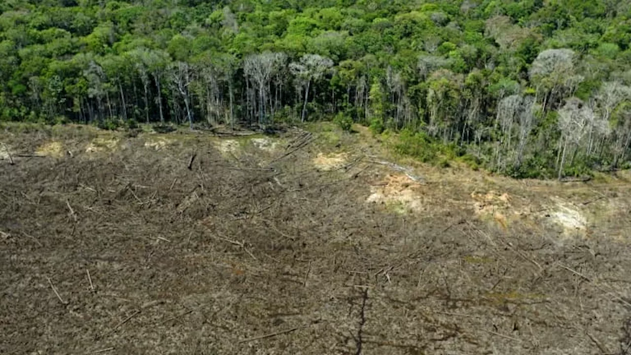 Lutte contre la déforestation: le Parlement européen repousse et assouplit encore la loi