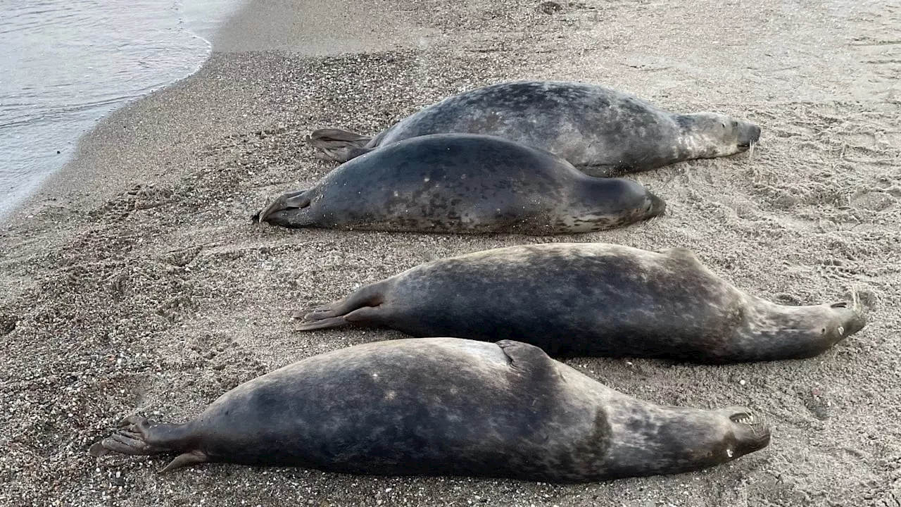 Experten sicher: Das ist der Grund für Robben-Sterben in Ostsee