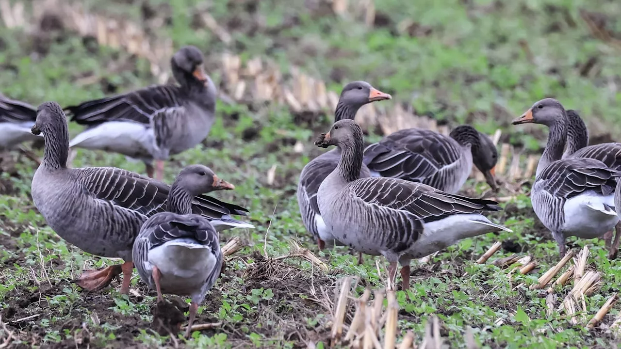 Wildgänse überwintern in NRW: Hunderttausende Tiere eingeflogen