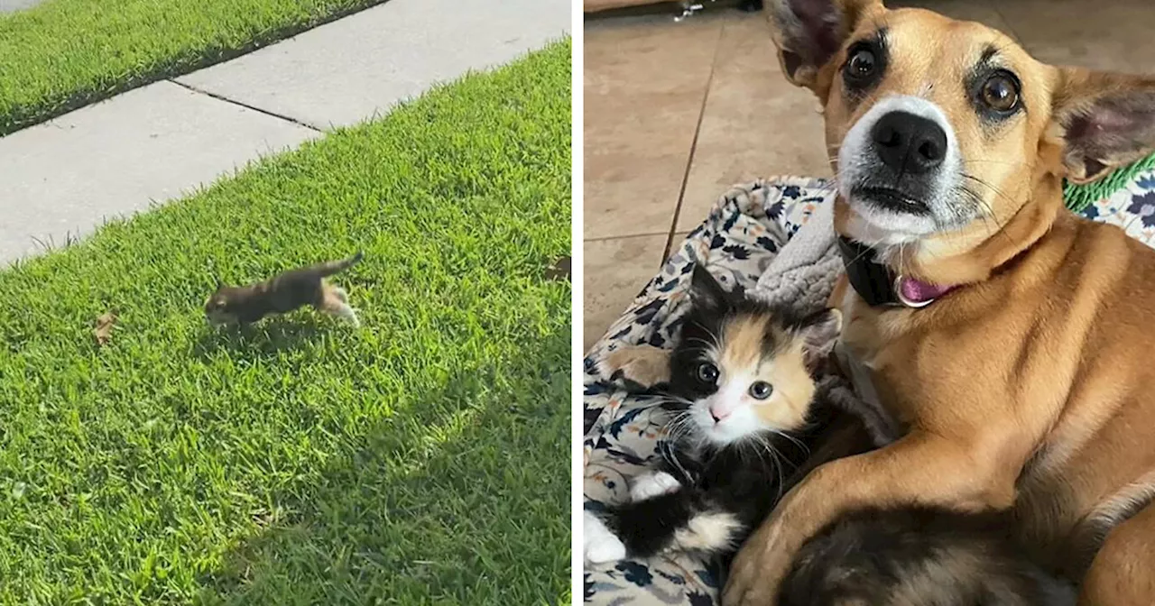 Stray Kitten Adopted By A Rescue Dog Started To Showcase Dog-Like Behavior