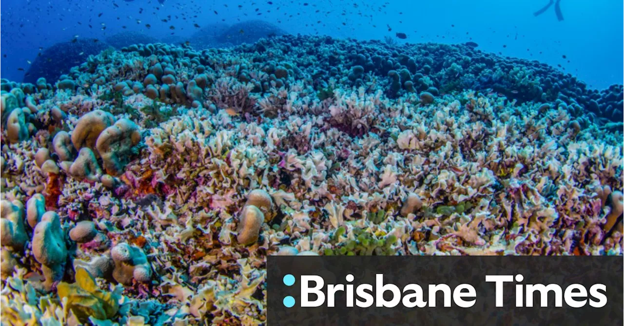 ‘Beacon of hope’: World’s largest coral discovered in Solomon Islands