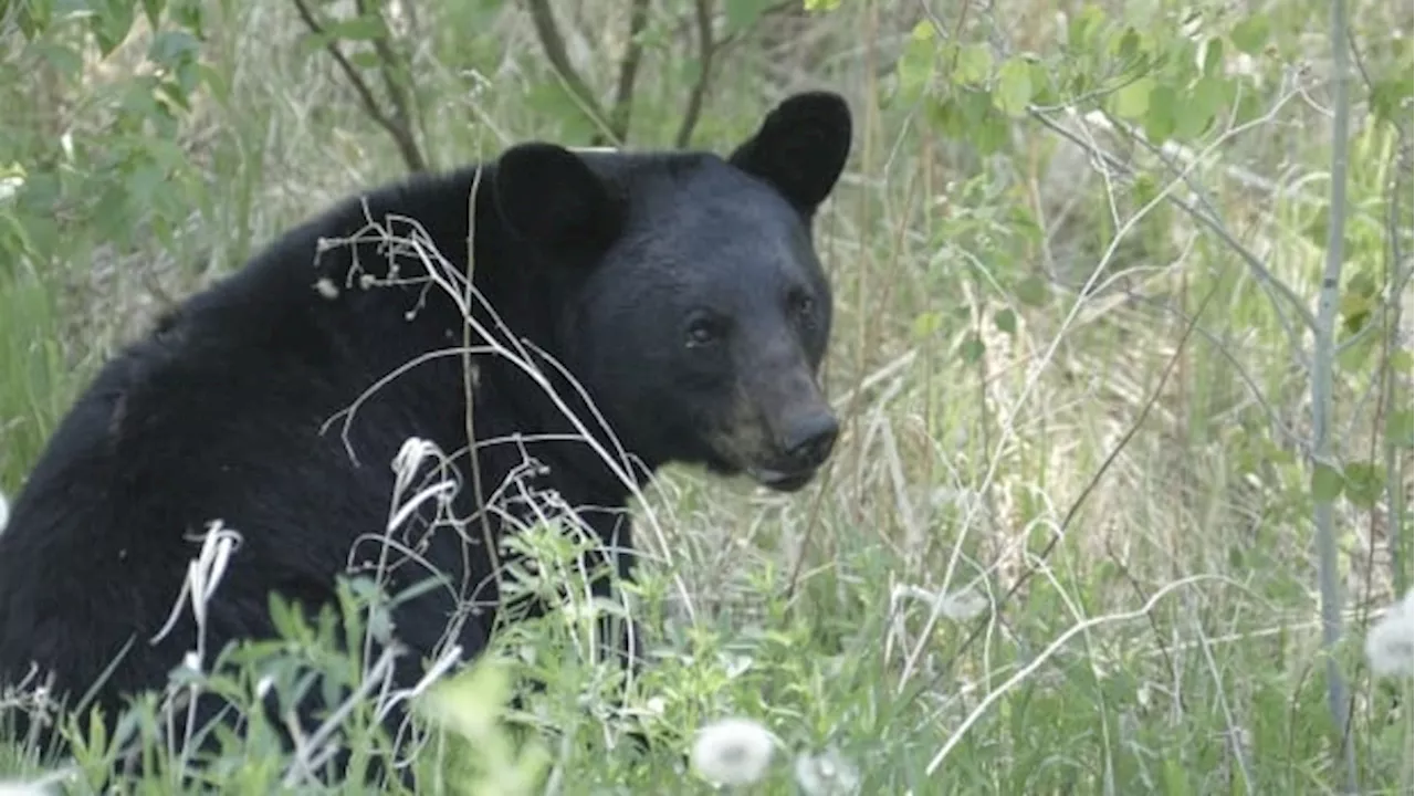 Black bear euthanized near Fish Creek Provincial Park