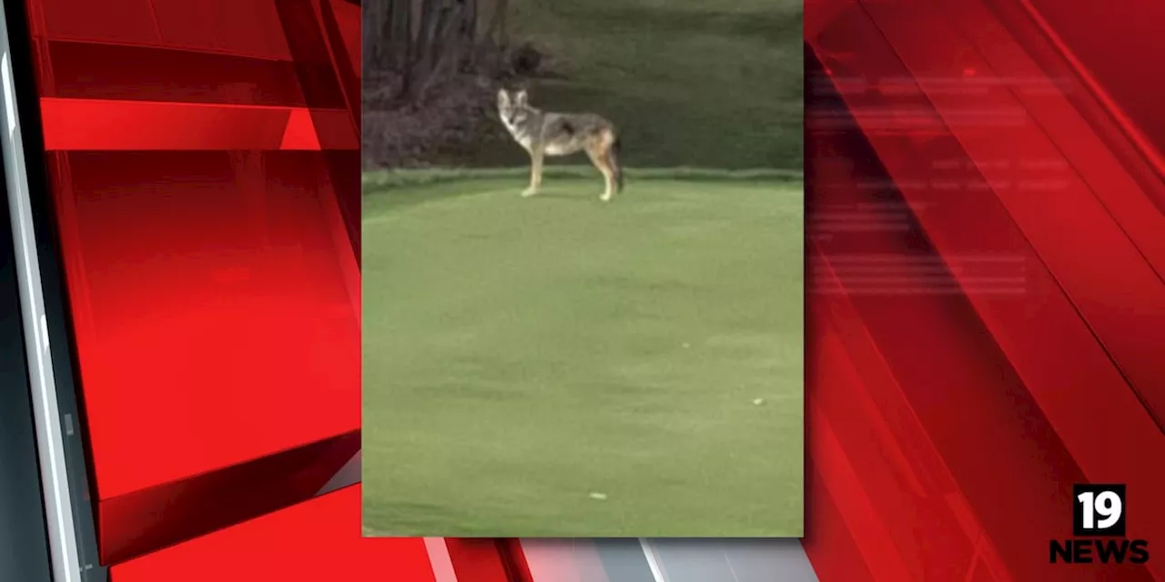 Highland Heights police warn coyote is showing signs of ‘stalking’