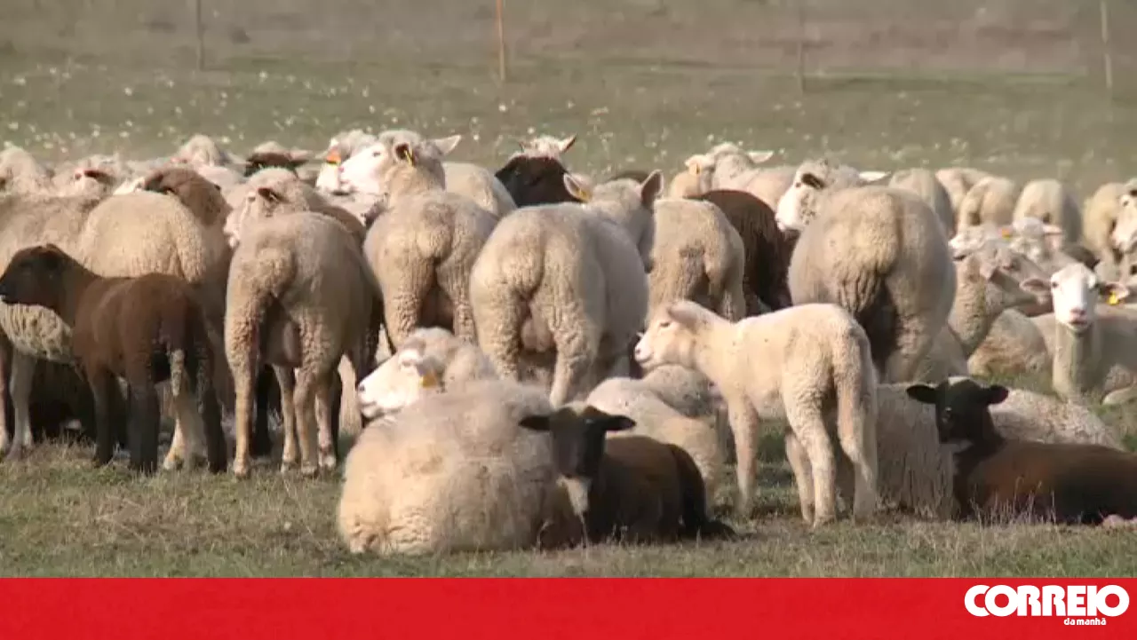 Ordem dos Médicos Veterinários pede vacinação gratuita contra vírus da Língua Azul