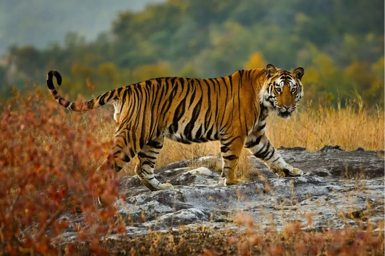 Tigres desaparecidos há mais de 70 anos voltam ao Cazaquistão