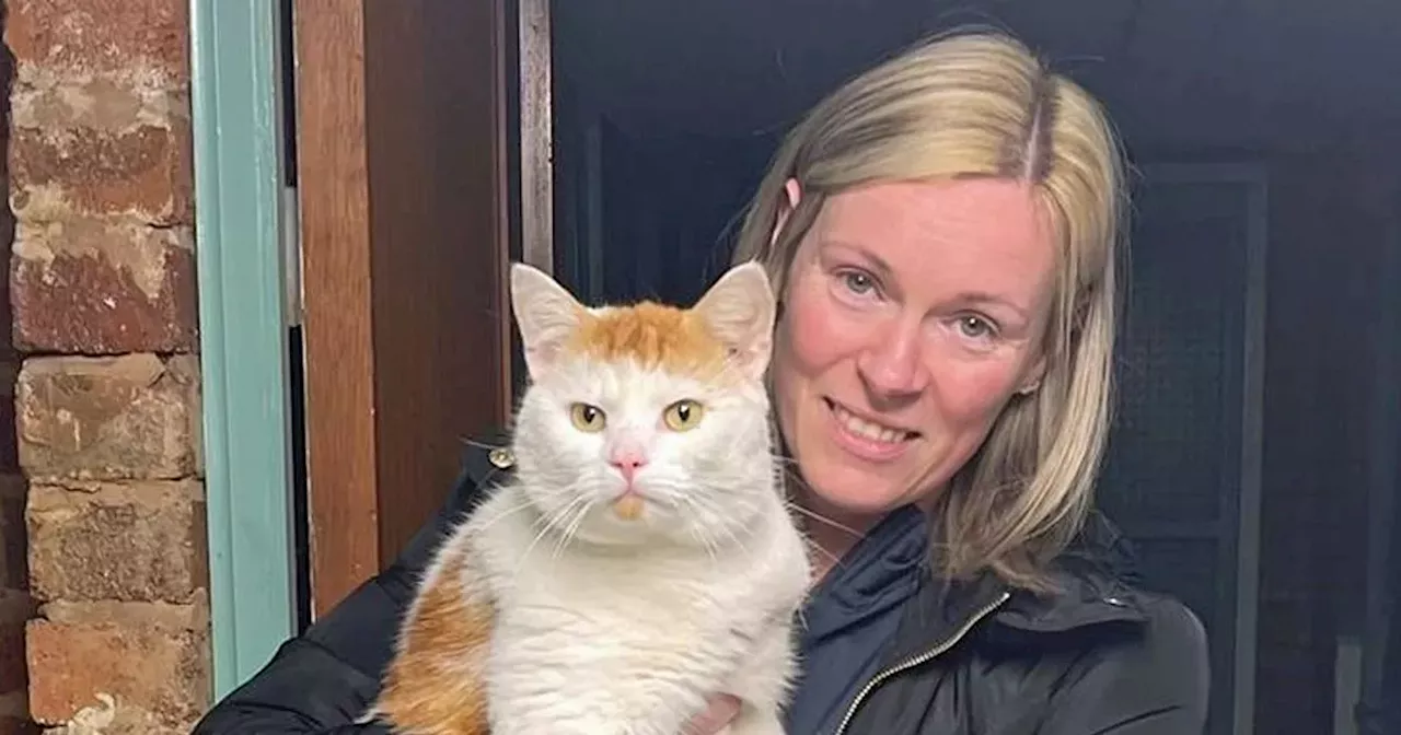 Missing Scots cat found 300 miles away in England after 'going for a wander'