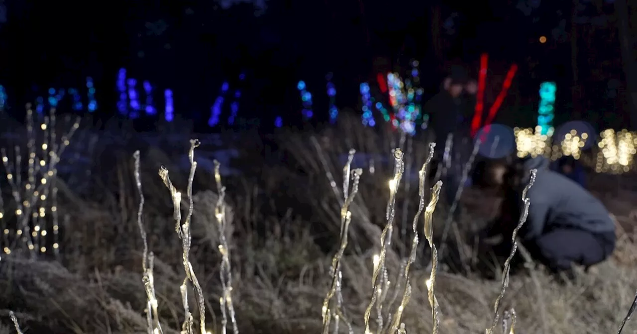 Meet the crew that makes Denver Botanic Gardens' Blossoms of Light holiday show brighter and better each year