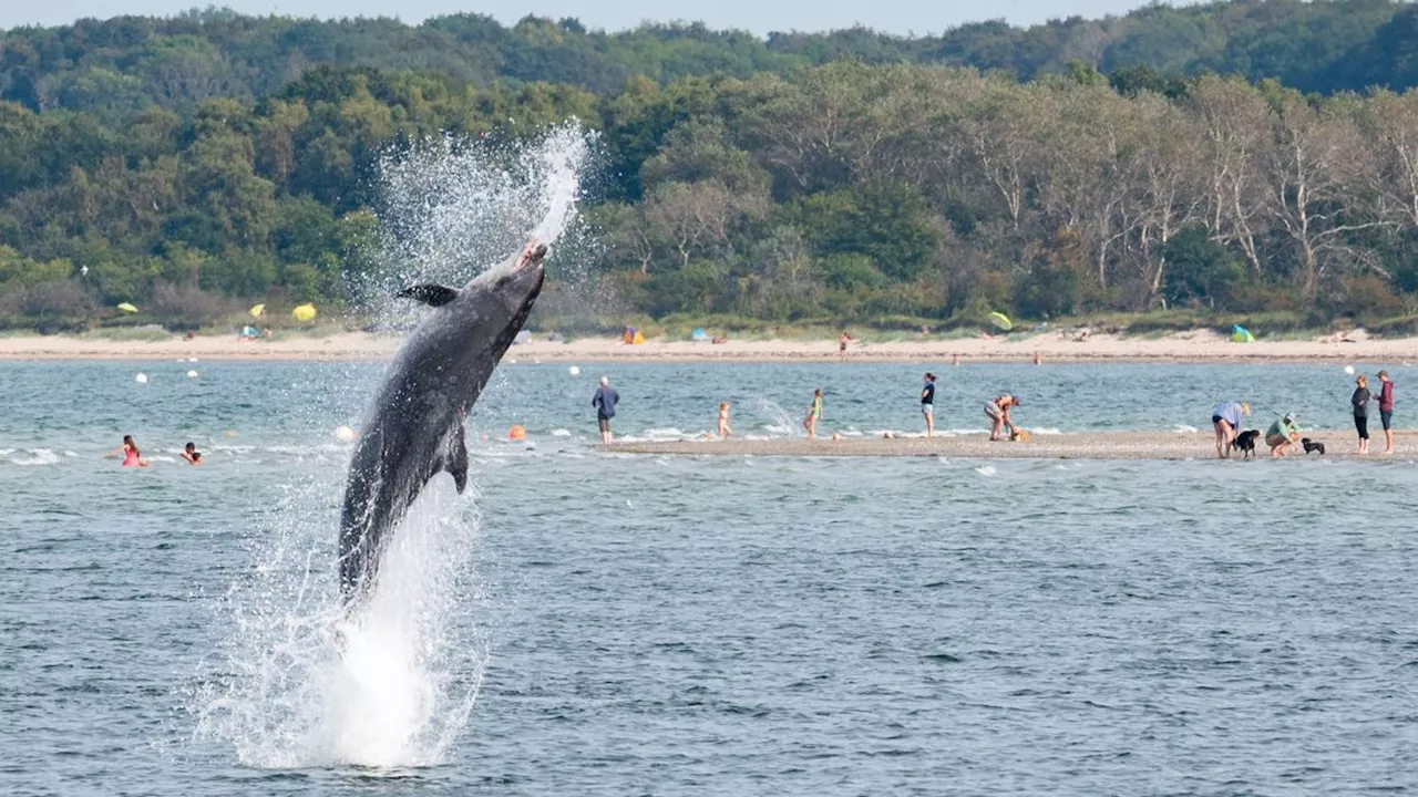 Forschung in der Ostsee: Delfin »Delle« ist ein Einzelgänger, quatscht aber trotzdem ganz schön viel