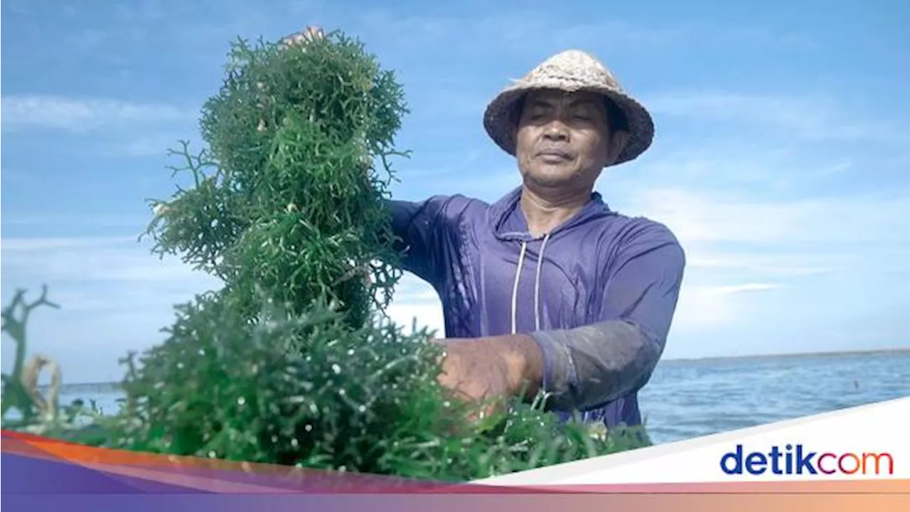 Berdayakan Petani Rumput Laut di Nusa Penida, BRI Beri Bantuan KUR-Jaring