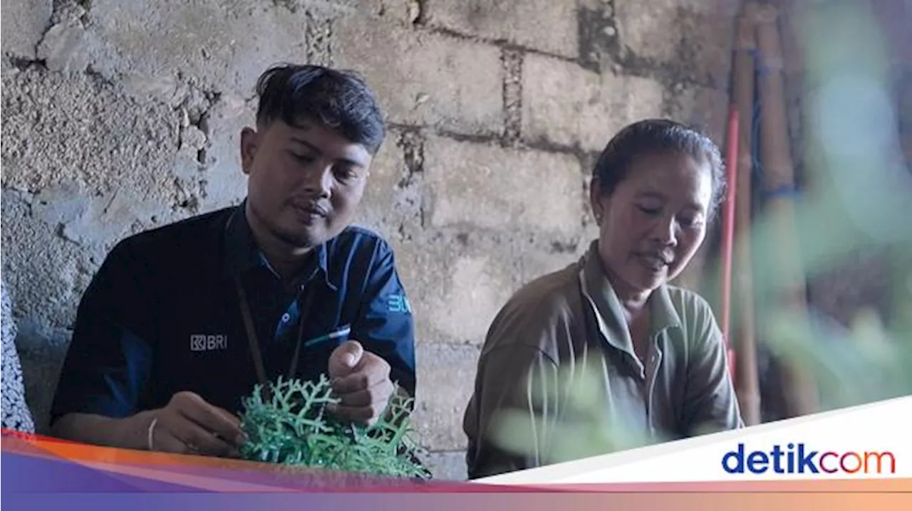 Cerita Petani Rumput Laut di Nusa Penida Kembangkan Usaha dengan KUR-BRImo