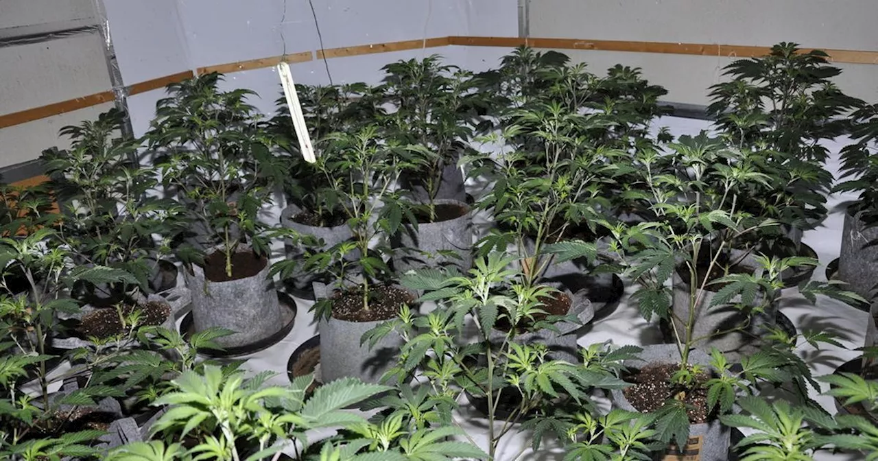 Nearly 600 cannabis plants found at Merseyside business