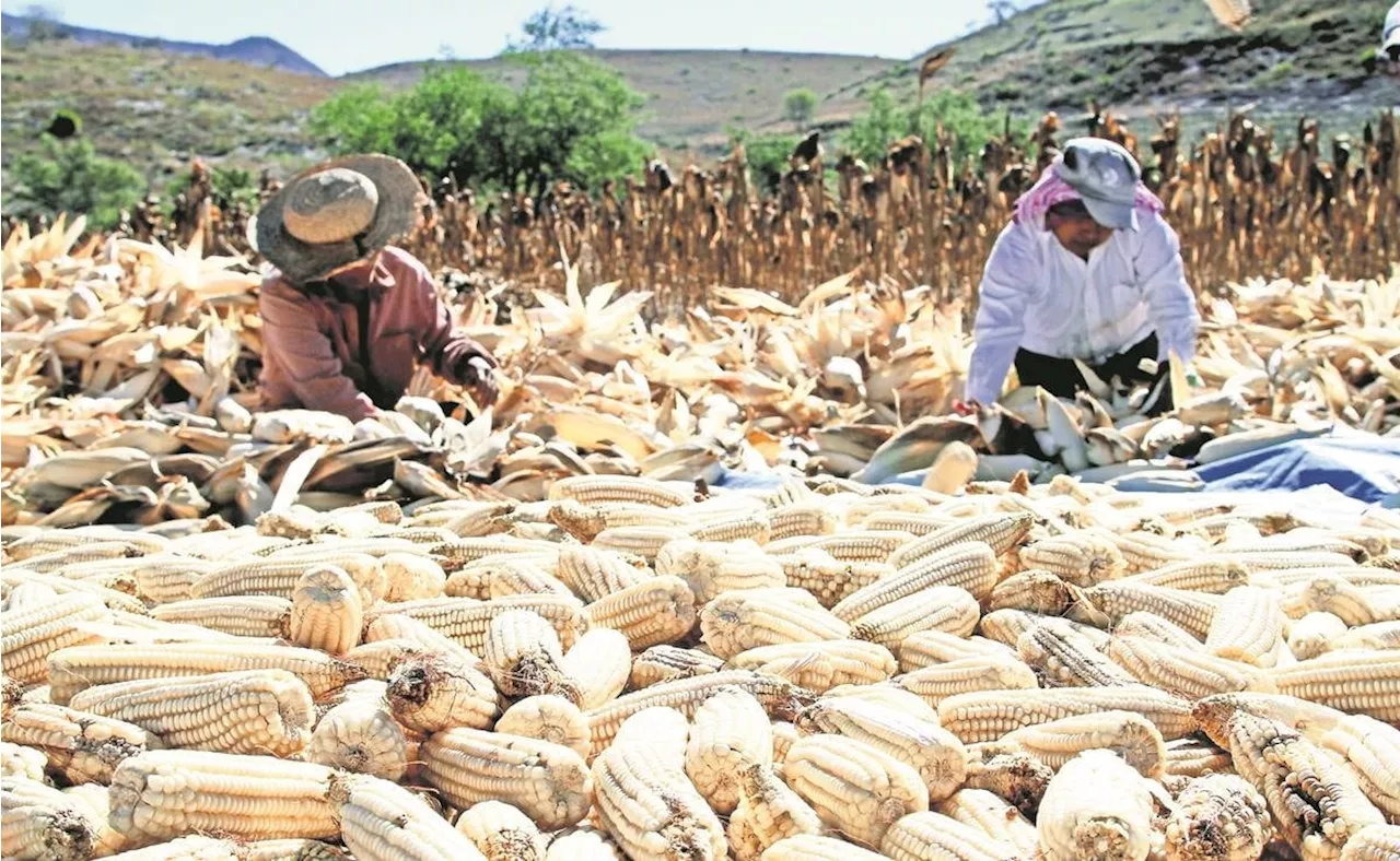 México puede perder panel contra importación de maíz transgénico; pero proceso aún no termina, afirma Ebrard