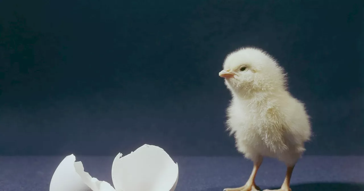  Huhn oder Ei? Forscher haben jetzt die Antwort