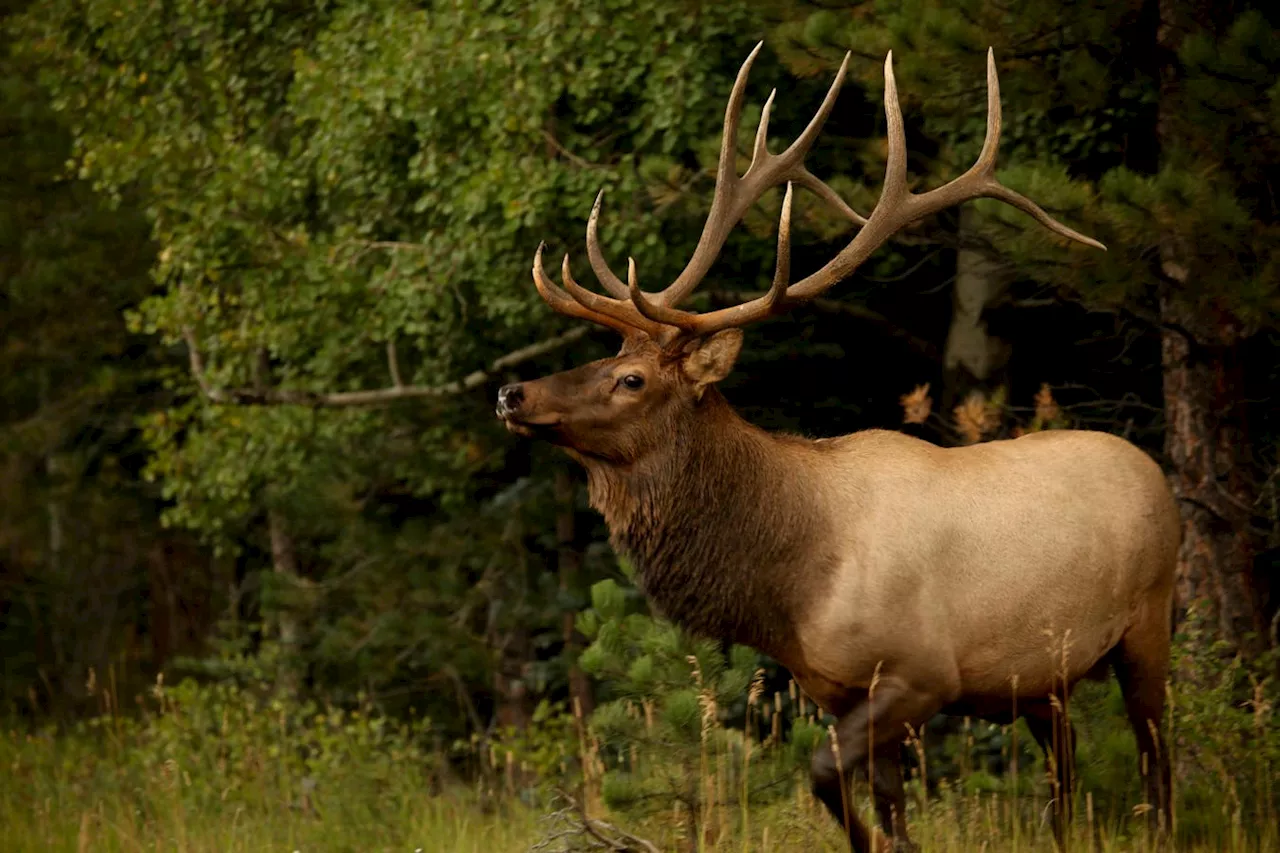 Idaho’s $7.5 Million Wildlife Overpass Making Travel Safer For Drivers, Elk And Mule Deer