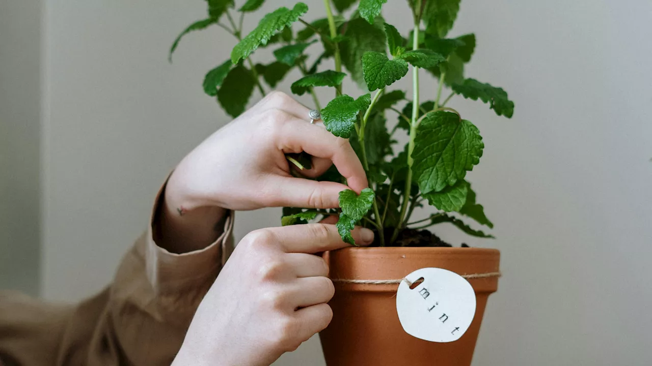 Pourquoi vous devriez ajouter cette épice dans vos plantes selon des jardiniers pro