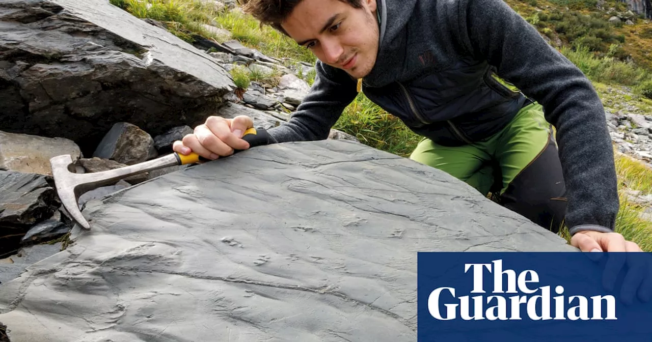 Hiker discovers first trace of entire prehistoric ecosystem in Italian Alps