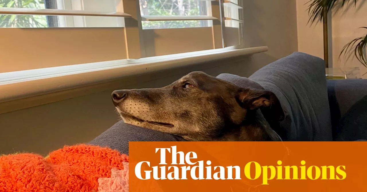 My greyhound Basil is an awkward loner weirdo – now I know how my parents felt