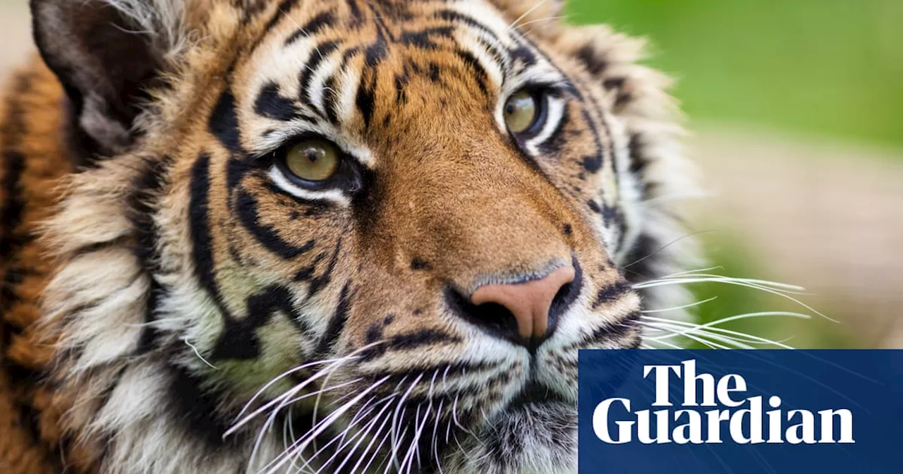 South African tiger farms illegally smuggling body parts, says charity