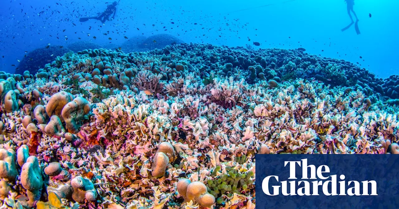 World’s largest known coral discovered in Solomon Islands