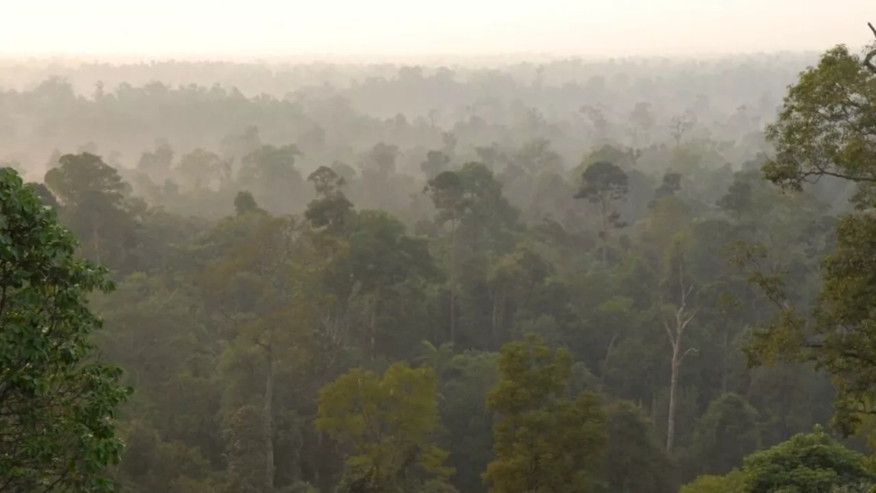 Menanam Pohon, Menyerap Emisi Karbon