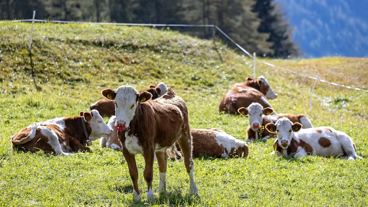 Erste Infektion seit 2009 - Diese neue Tierkrankheit sucht Österreichs Kälber heim